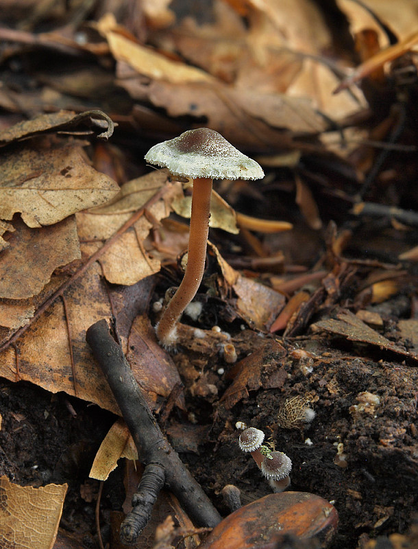 vláknica páperistá Inocybe petiginosa (Fr.) Gillet