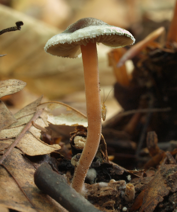 vláknica páperistá Inocybe petiginosa (Fr.) Gillet