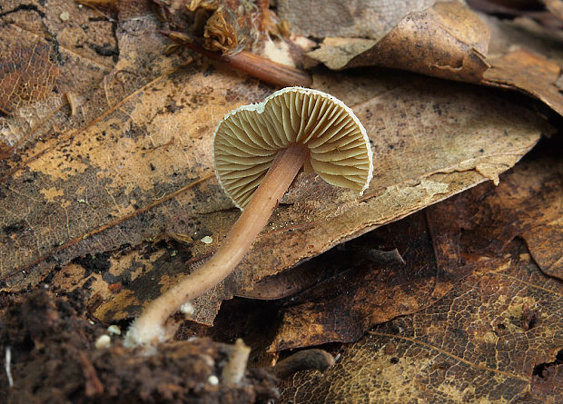 vláknica páperistá Inocybe petiginosa (Fr.) Gillet