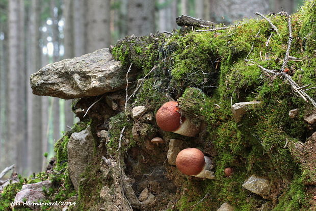 kozák smrekový Leccinum piceinum Pilát & Dermek