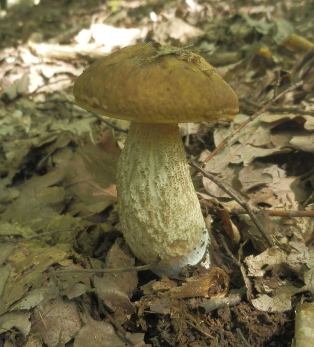 kozák hrabový Leccinum pseudoscabrum (Kallenb.) Šutara