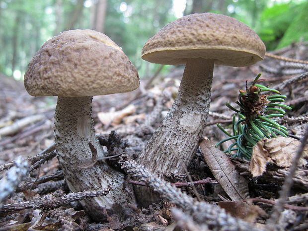 kozák hrabový Leccinum pseudoscabrum (Kallenb.) Šutara