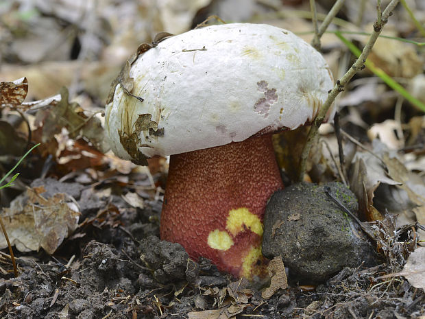 hríb purpurový Rubroboletus rhodoxanthus Kuan Zhao &amp; Zhu L. Yang