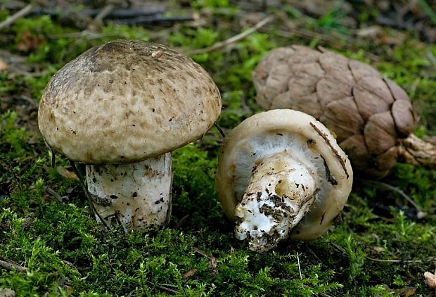 masliak lepkavý Suillus viscidus (L.) Roussel