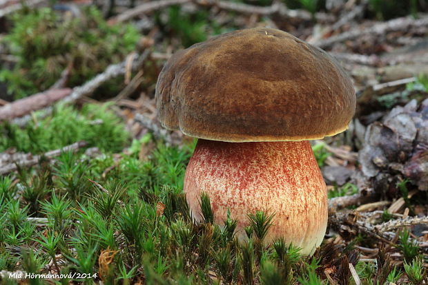 hríb zrnitohlúbikový Sutorius luridiformis (Rostk.) G. Wu & Zhu L. Yang