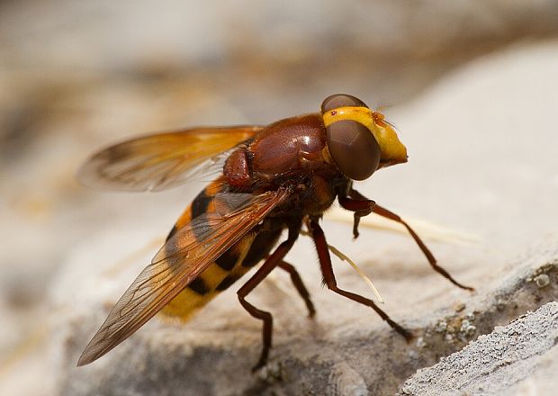 pestrica sršňovitá Volucella zonaria