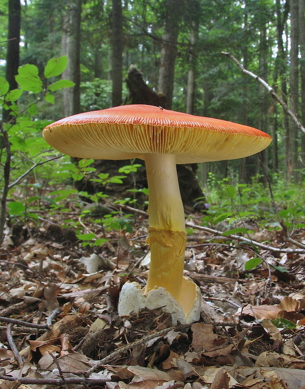 muchotrávka cisárska Amanita caesarea (Scop.) Pers.