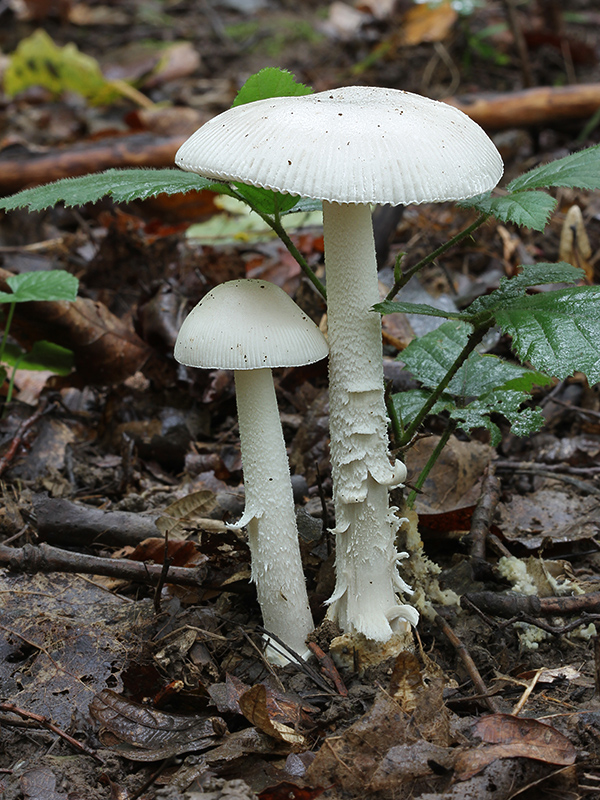 muchotrávka  Amanita cf. argentea Huijsman