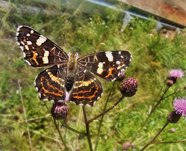 babôčka sieťkovaná, letná forma Araschnia levana f.porima  Linnaeus, 1758