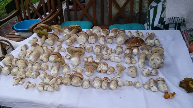 hríb smrekový Boletus edulis Bull.