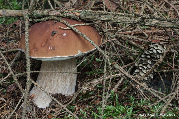 hríb smrekový Boletus edulis Bull.