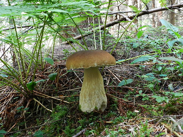 hríb smrekový Boletus edulis Bull.