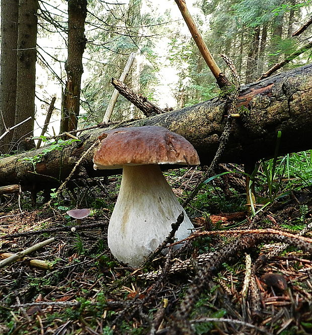 hríb smrekový Boletus edulis Bull.