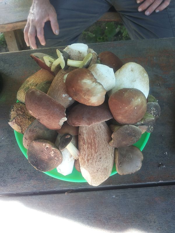 hríb dubový Boletus reticulatus Schaeff.