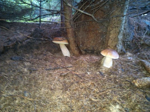 hríb Boletus sp.