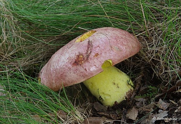 hríb kráľovský Butyriboletus regius (Krombh.) D. Arora & J.L. Frank