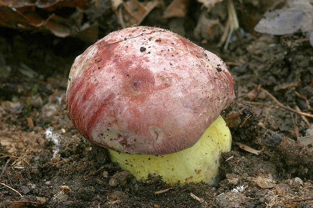 hríb kráľovský Butyriboletus regius (Krombh.) D. Arora & J.L. Frank