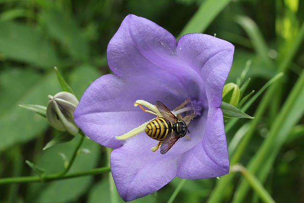 zvonček broskyňolistý Campanula persicifolia L.