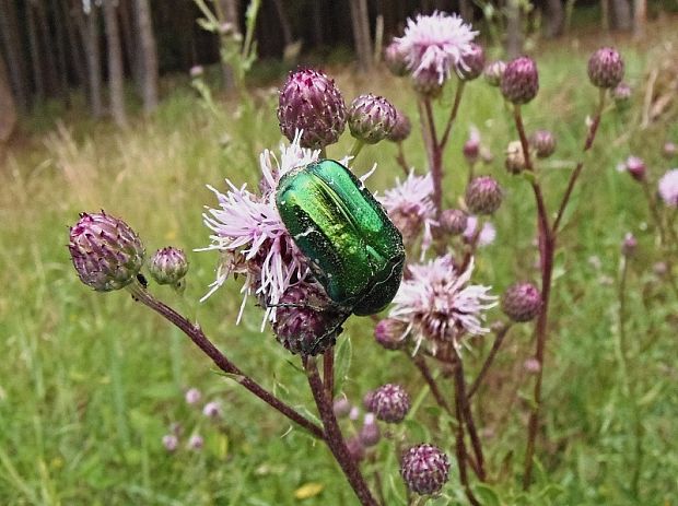 zlatoň obyčajný Cetonia aurata Linnaeus, 1758