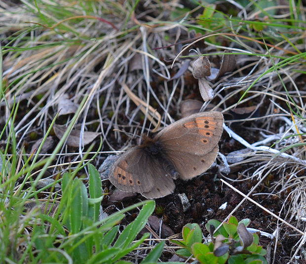 očkáň alpský Erebia pandrose