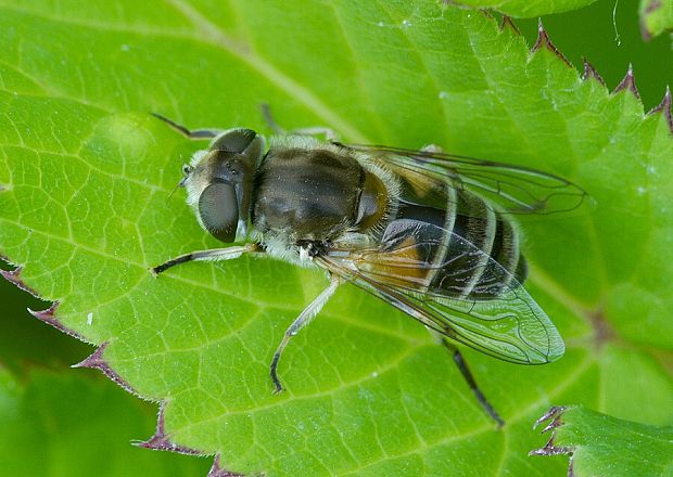 trúdovka Eristalis horticola