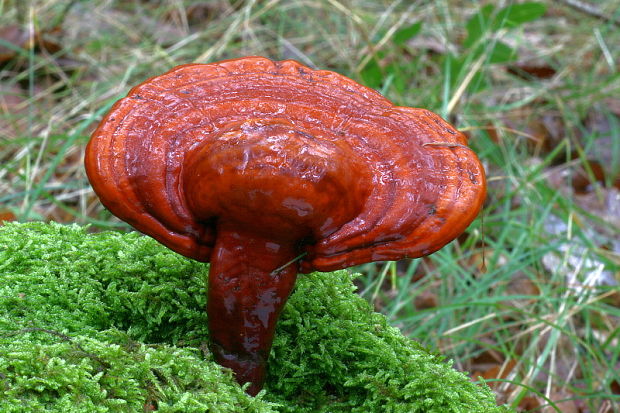 lesklokôrovka obyčajná Ganoderma lucidum (Curtis) P. Karst.