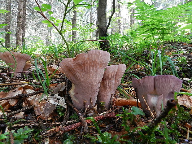 lievikovec kyjakovitý Gomphus clavatus (Pers.) Gray