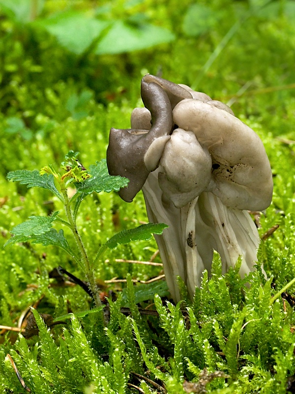 chriapač jamkatý Helvella lacunosa Afzel.