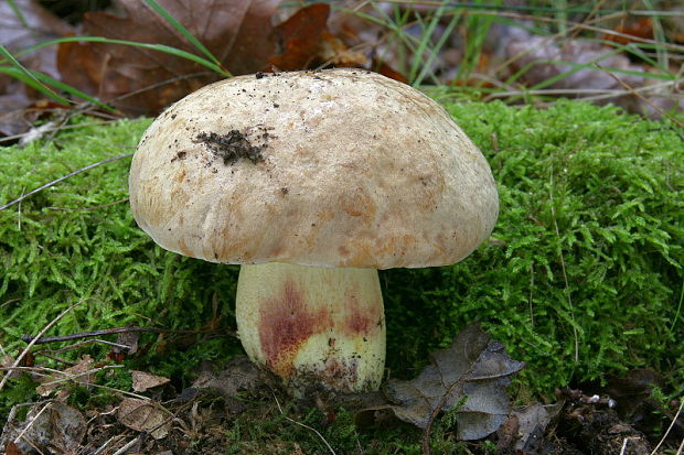 hríb plavý Hemileccinum impolitum (Fr.) Šutara