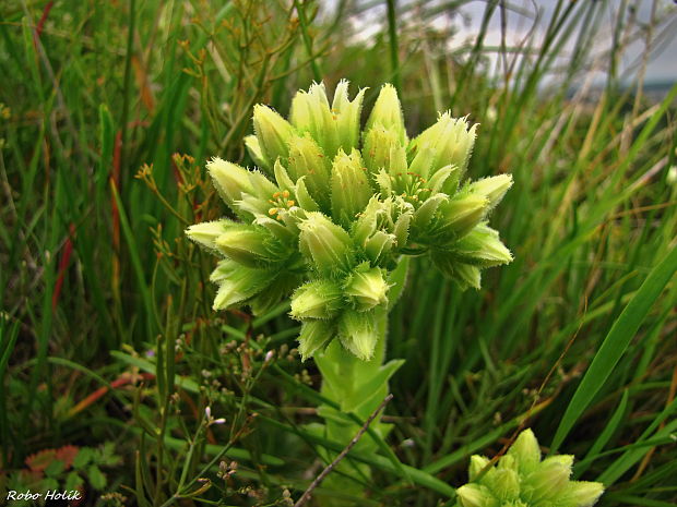 skalničník guľkovitý Jovibarba globifera (L.) J. Parn.