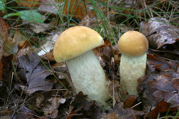 kozák žltopórový Leccinellum crocipodium (Letell.) Della Maggiora & Trassinelli