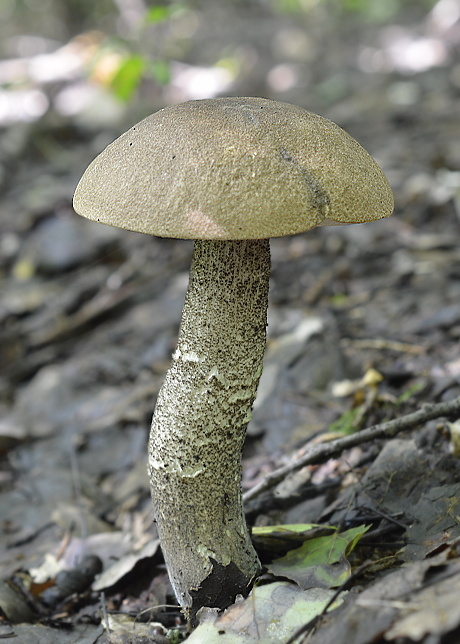 kozák Leccinum sp.