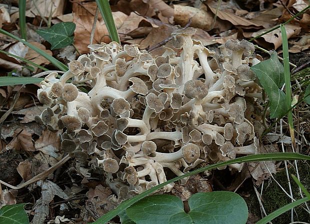 trúdnik klobúčkatý Polyporus umbellatus (Pers.) Fr.