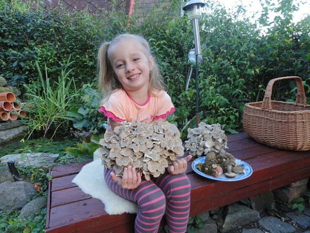 trúdnik klobúčkatý Polyporus umbellatus (Pers.) Fr.