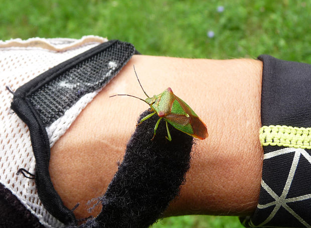 bzdocha stromová Acanthosoma haemorrhoidae