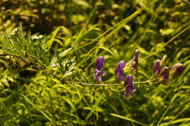 prilbica pestrá Aconitum variegatum L.