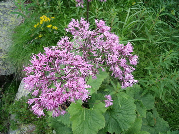 mačucha cesnačkovitá Adenostyles alliariae (Gouan) A. Kern.