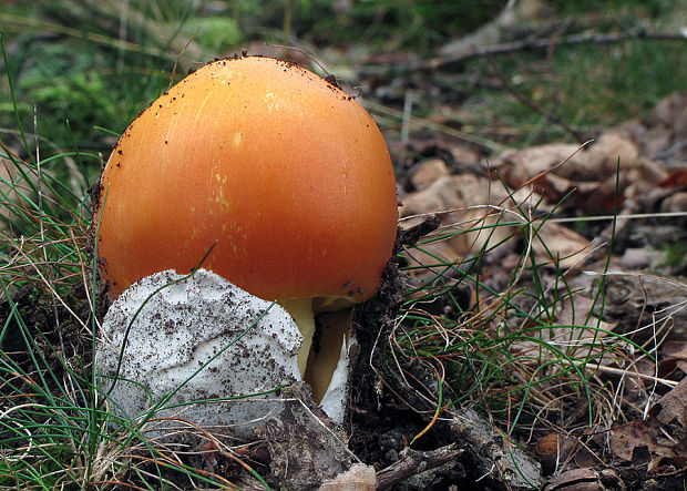 muchotrávka cisárska Amanita caesarea (Scop.) Pers.