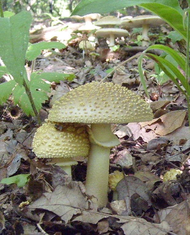 muchotrávka olivovohnedastá Amanita franchetii (Boud.) Fayod