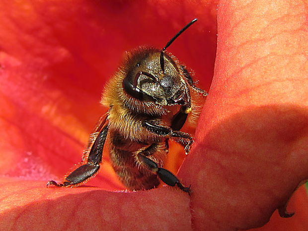 včela medonosná Apis mellifera