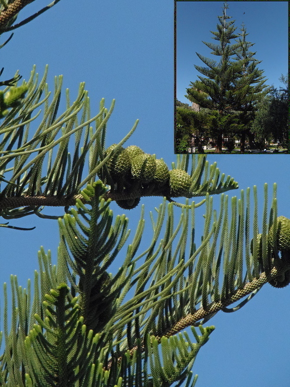 blahočet ztepilý   (cz) Araucaria heterophylla (Salisb.) Franco