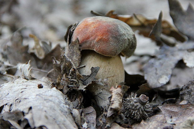 hríb bronzový Boletus aereus Bull. ex Fr.