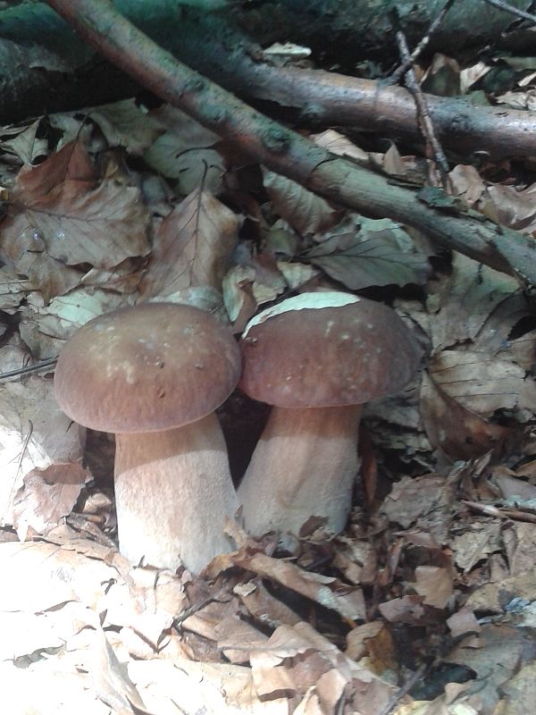 hríb smrekový Boletus edulis Bull.