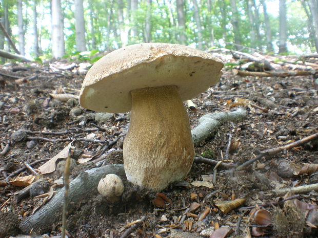 hríb dubový Boletus reticulatus Schaeff.