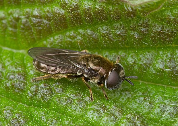 . Cheilosia intonsa