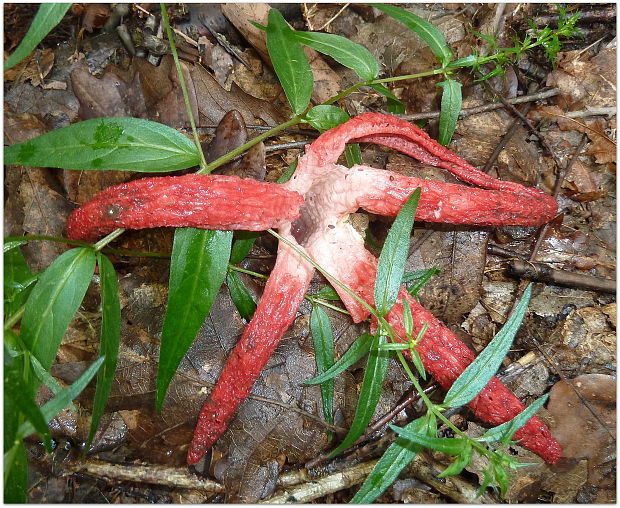 mrežovka kvetovitá Clathrus archeri (Berk.) Dring