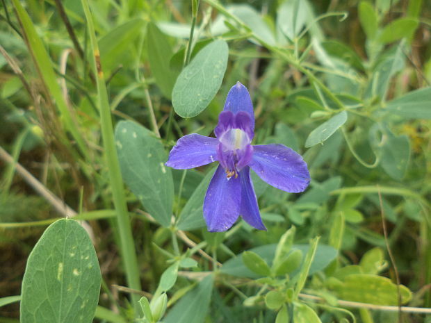 ostrôžka poľná Consolida regalis Gray