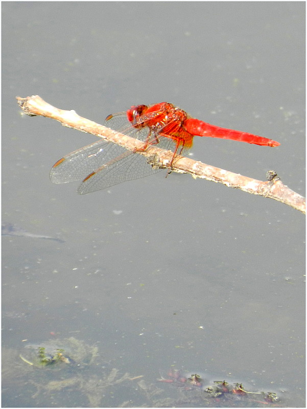 vážka  Crocothemis erythraea