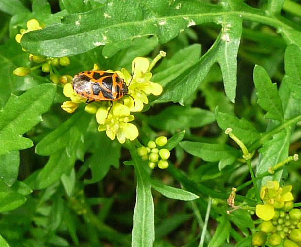 bzdocha  Eurydema dominulus