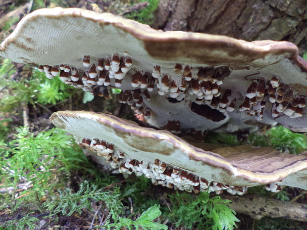 lesklokôrovka plochá Ganoderma applanatum (Pers.) Pat.